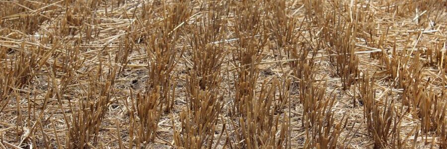 pozberové zvyšky azoter