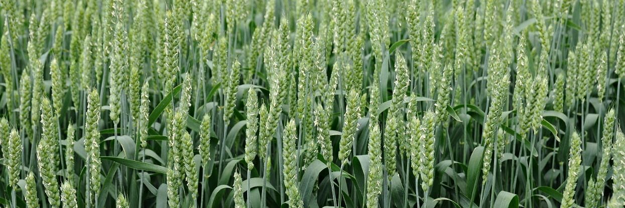 The test results of AZOTER F in winter wheat cultivation