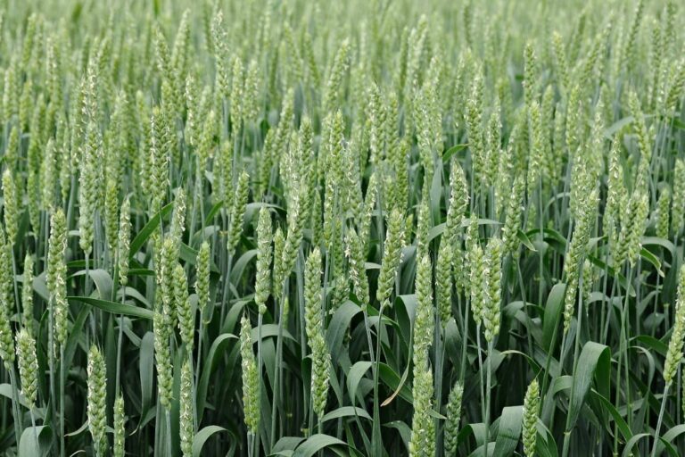 The test results of AZOTER F in winter wheat cultivation