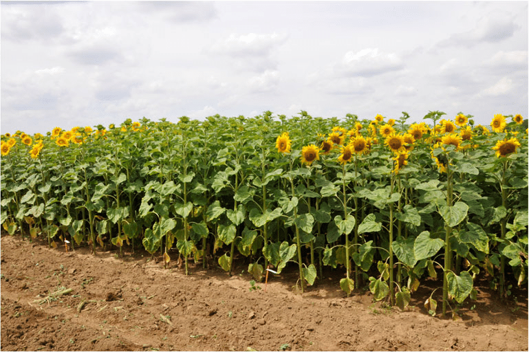 Bacteria in the services of agronomic practices