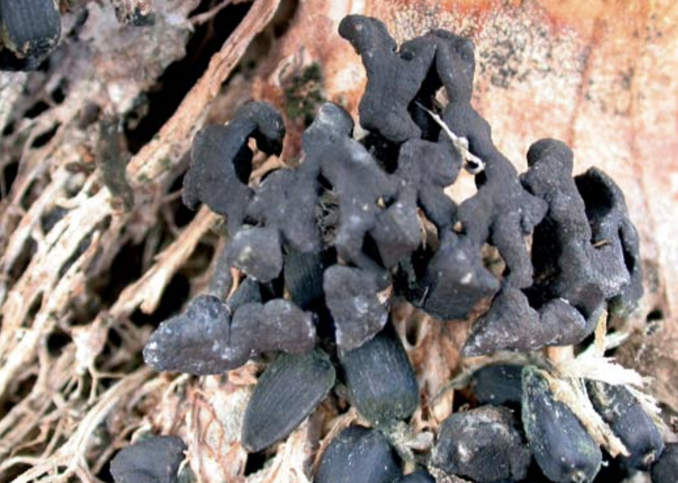 Possibilities of biological prevention of fungal diseases. Possibilities of biological prevention of fungal diseases.