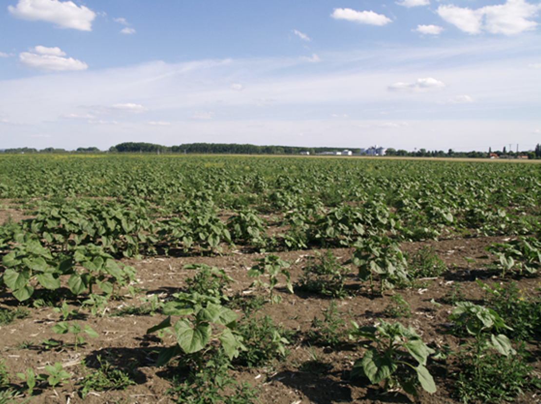 Problematika rozkladných procesov pozberových zvyškov rastlín Problematika rozkladnych procesov pozberovych zvyskov rastlin