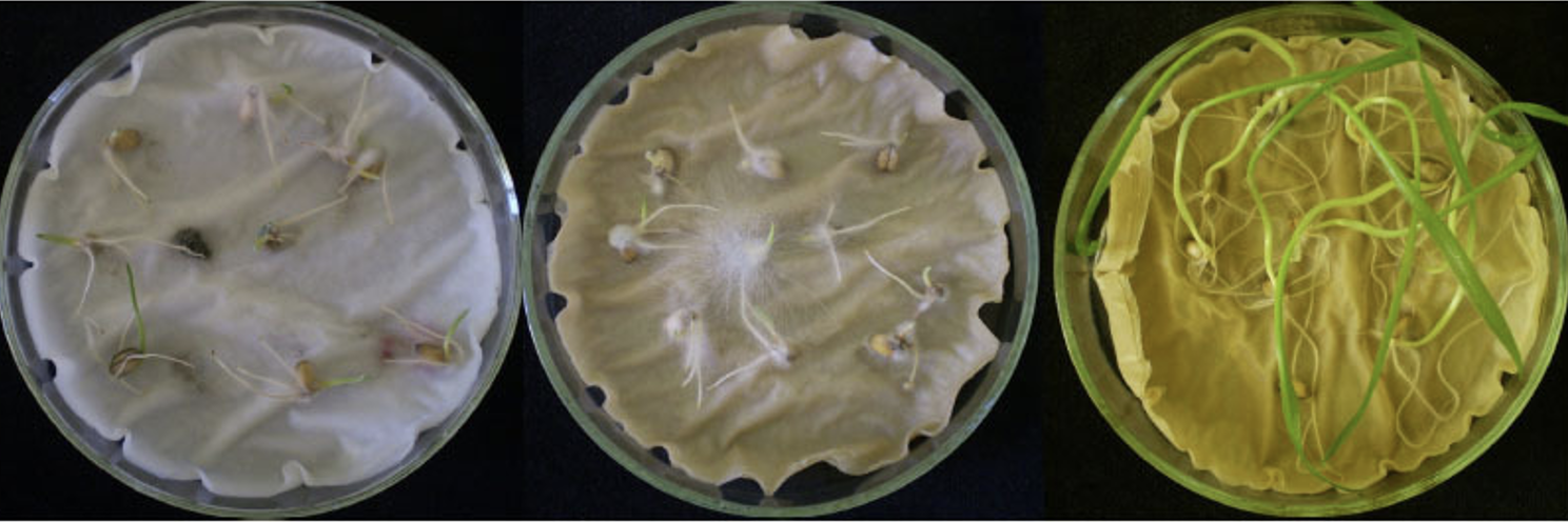 Trichoderma – zelená pomoc v rastlinnej výrobe Trichoderma – zelena pomoc v rastlinnej vyrobe