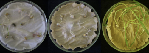 Trichoderma – zelená pomoc v rastlinnej výrobe Trichoderma – zelena pomoc v rastlinnej vyrobe