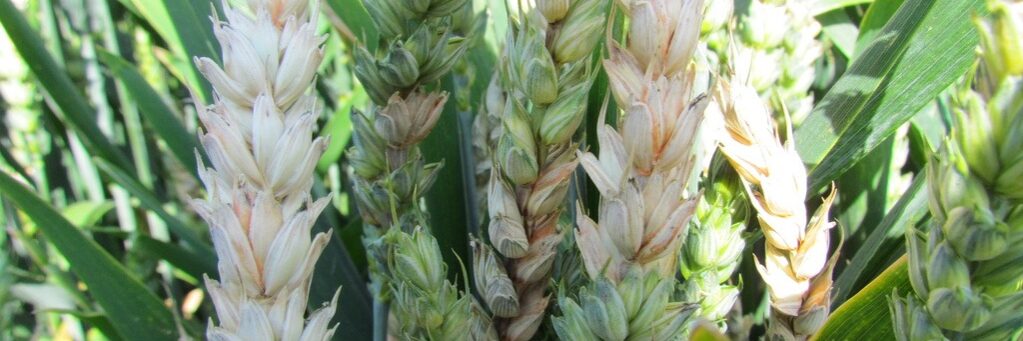 fusarium_obilnin fusarium obilnin