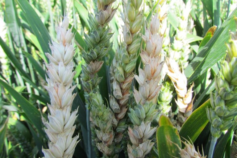 fusarium obilnin