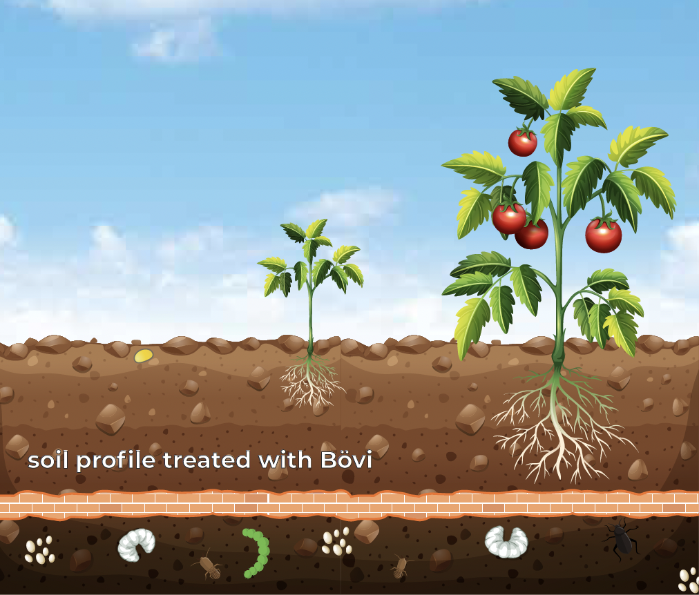 pôdny profil ošetrený Bövi BÖVI, effective method to fight soil pests