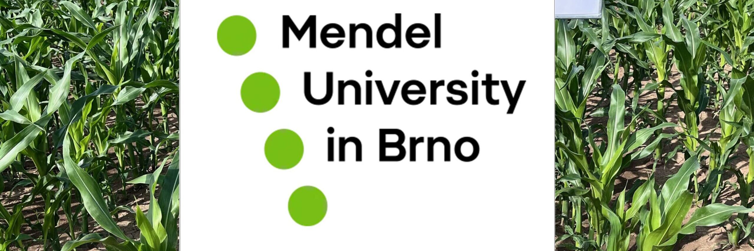 Mendel-corn-2024 Mendel corn 2024