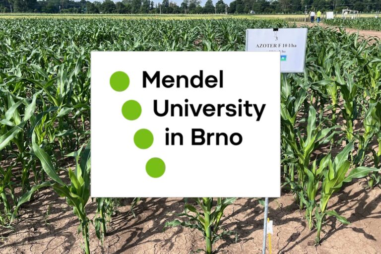 Mendel corn 2024
